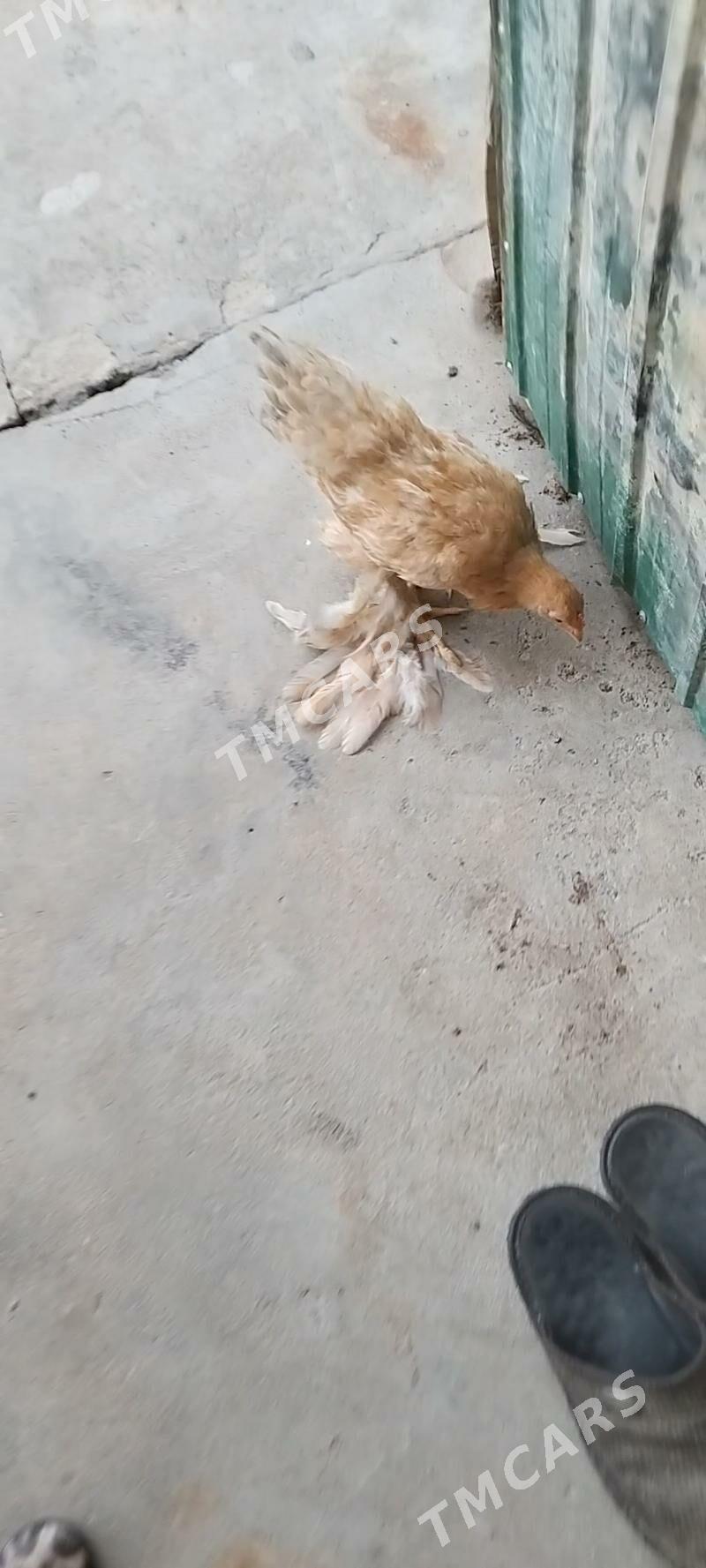 limon brama jüje - Çoganly - img 2