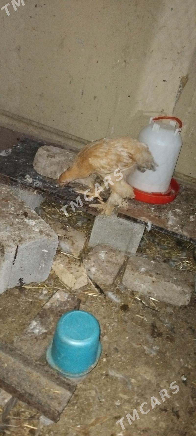 limon brama jüje - Çoganly - img 3