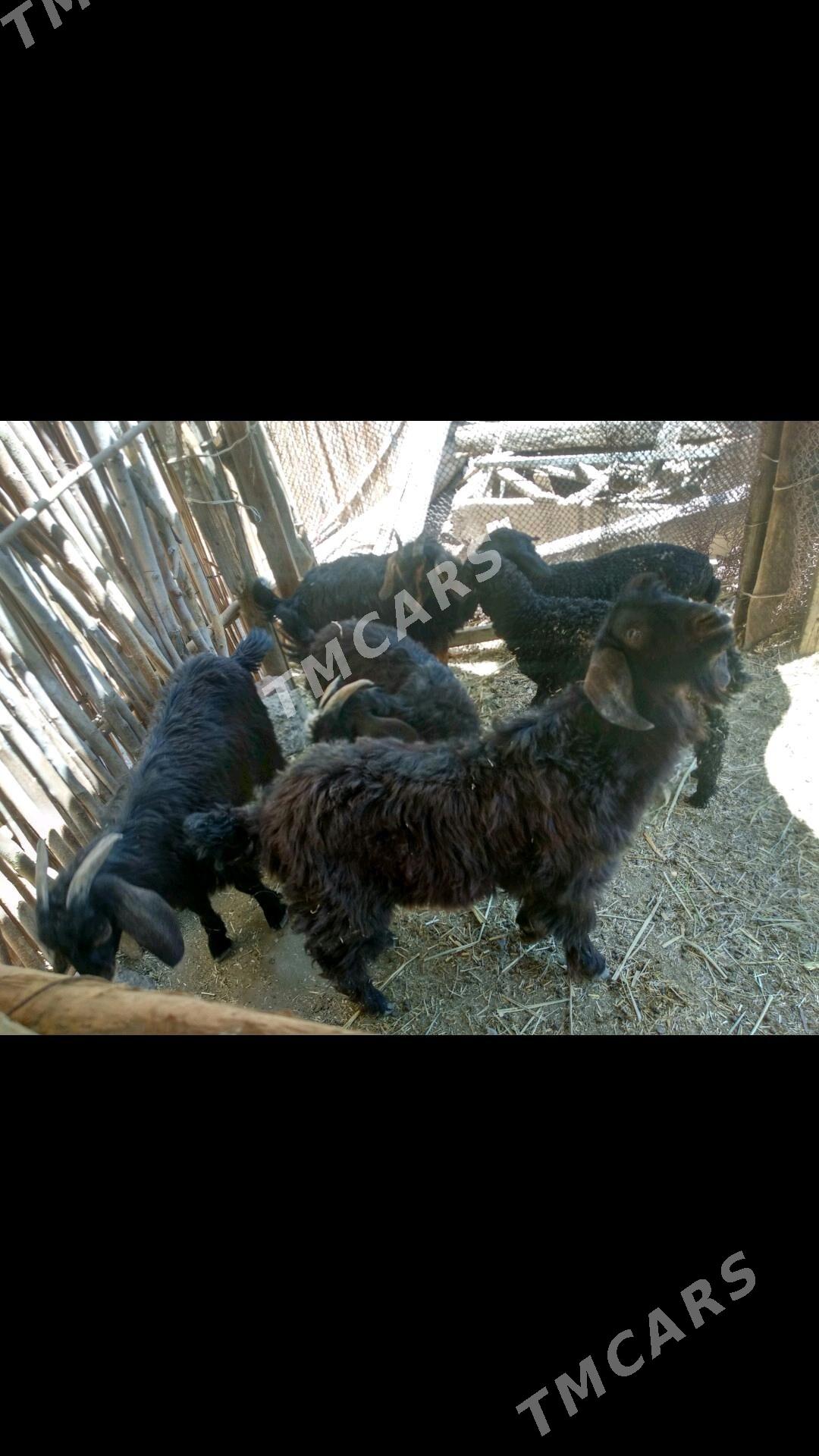 ÇEBISLER 4SANY - Мары - img 2