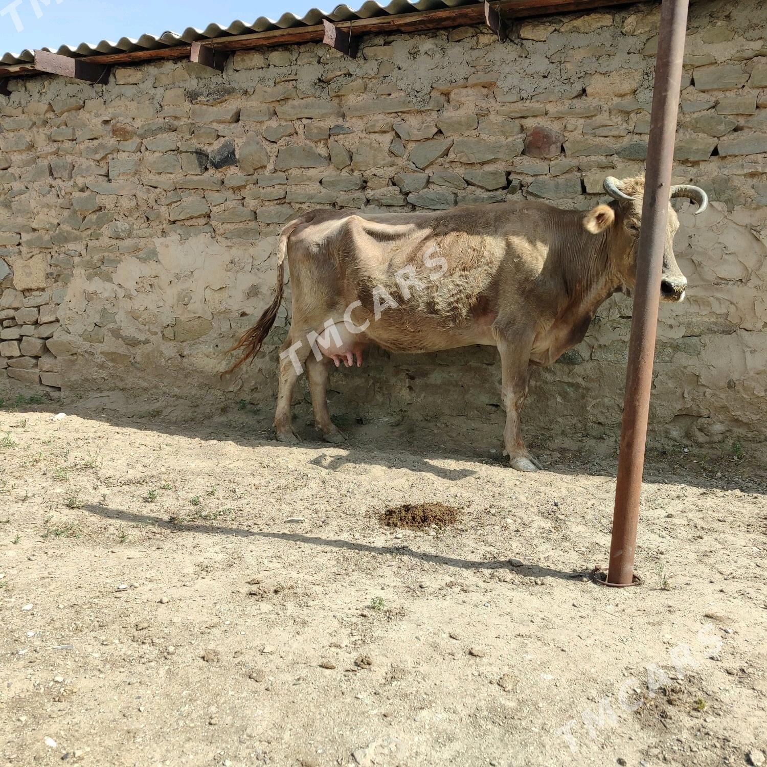 Sygyr - Bereket - img 2