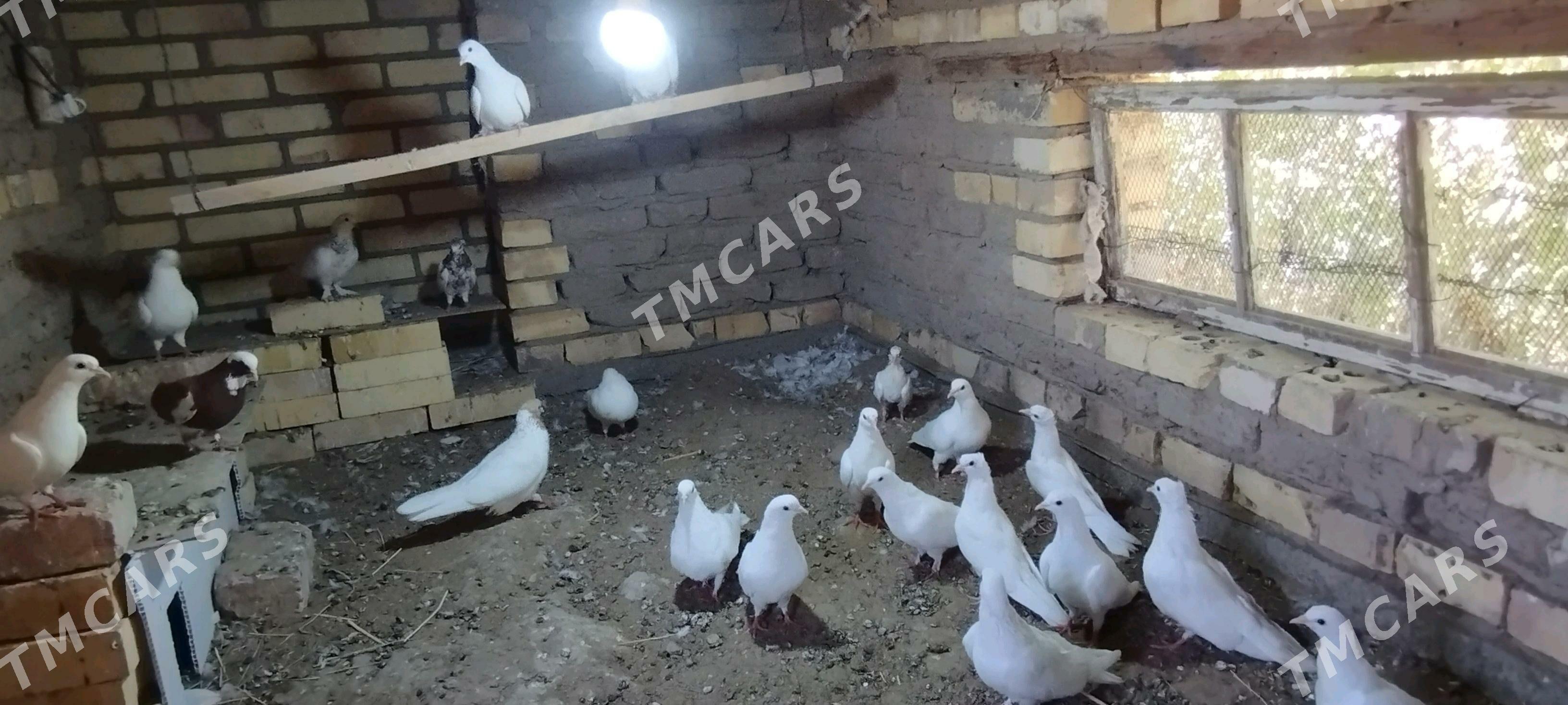 kepderi - Сакарчага - img 3