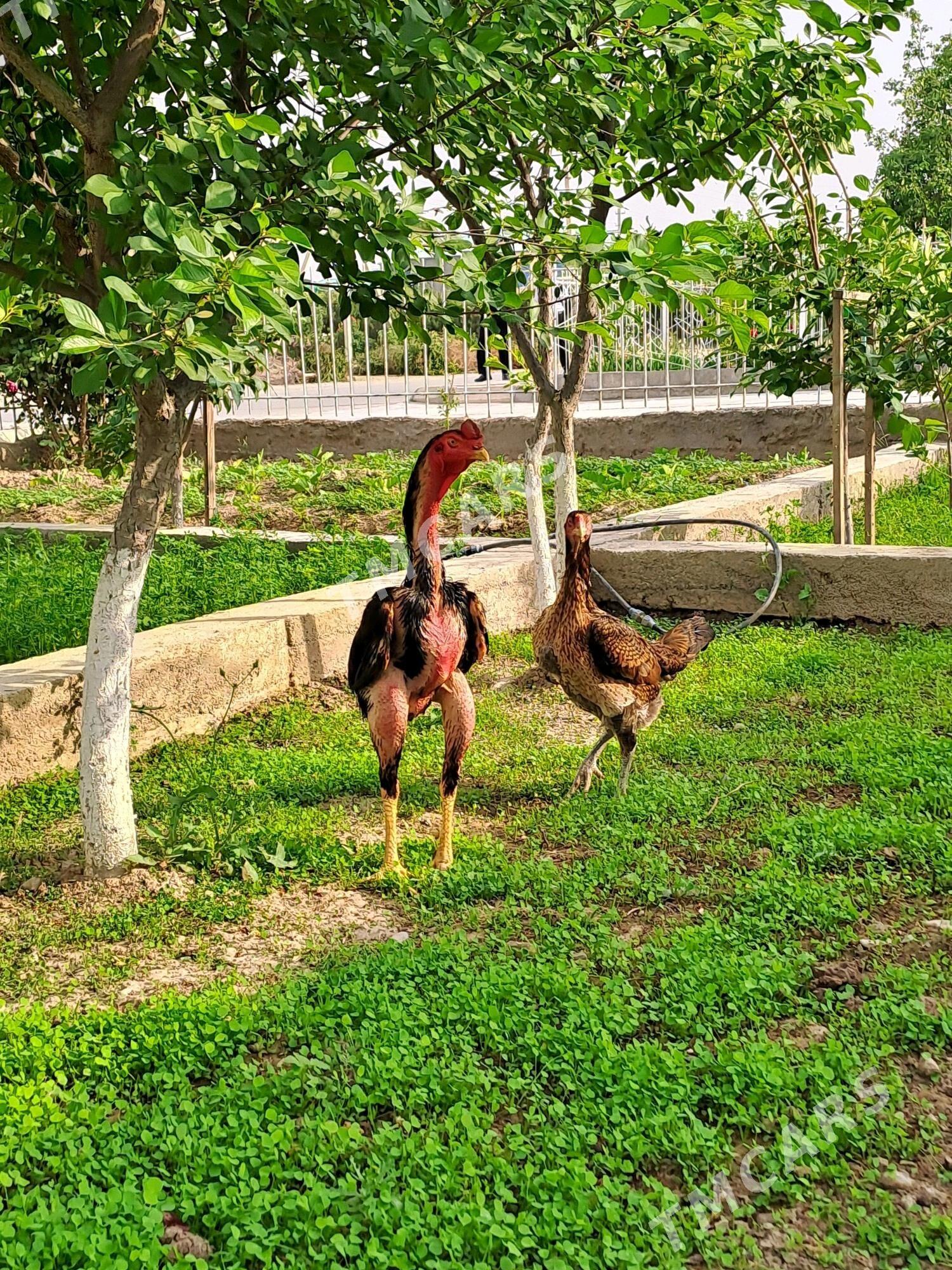 Taşkent horoz we maki Gyssagly - Бузмеин - img 5