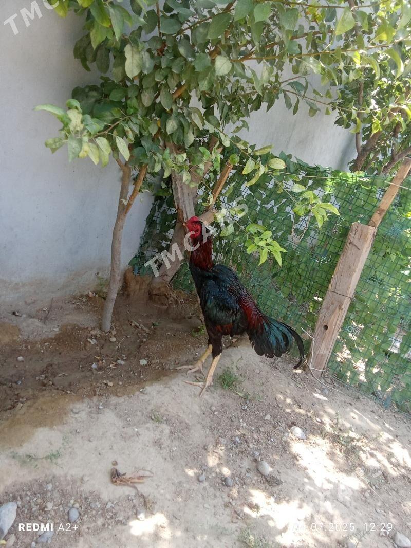 taşkent jüýje - Gökje - img 3