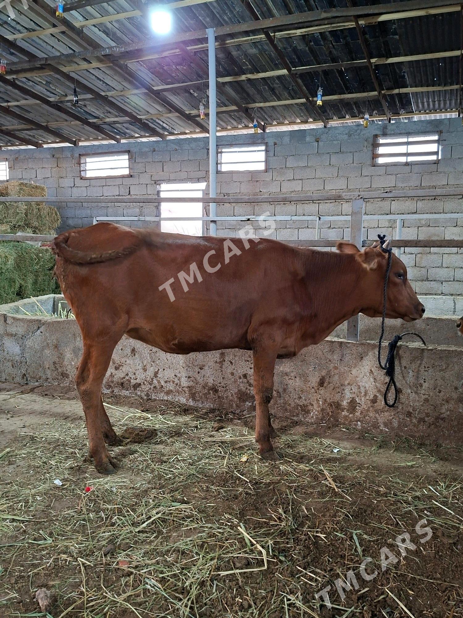 Semiz Tüwe - Garadamak - img 2