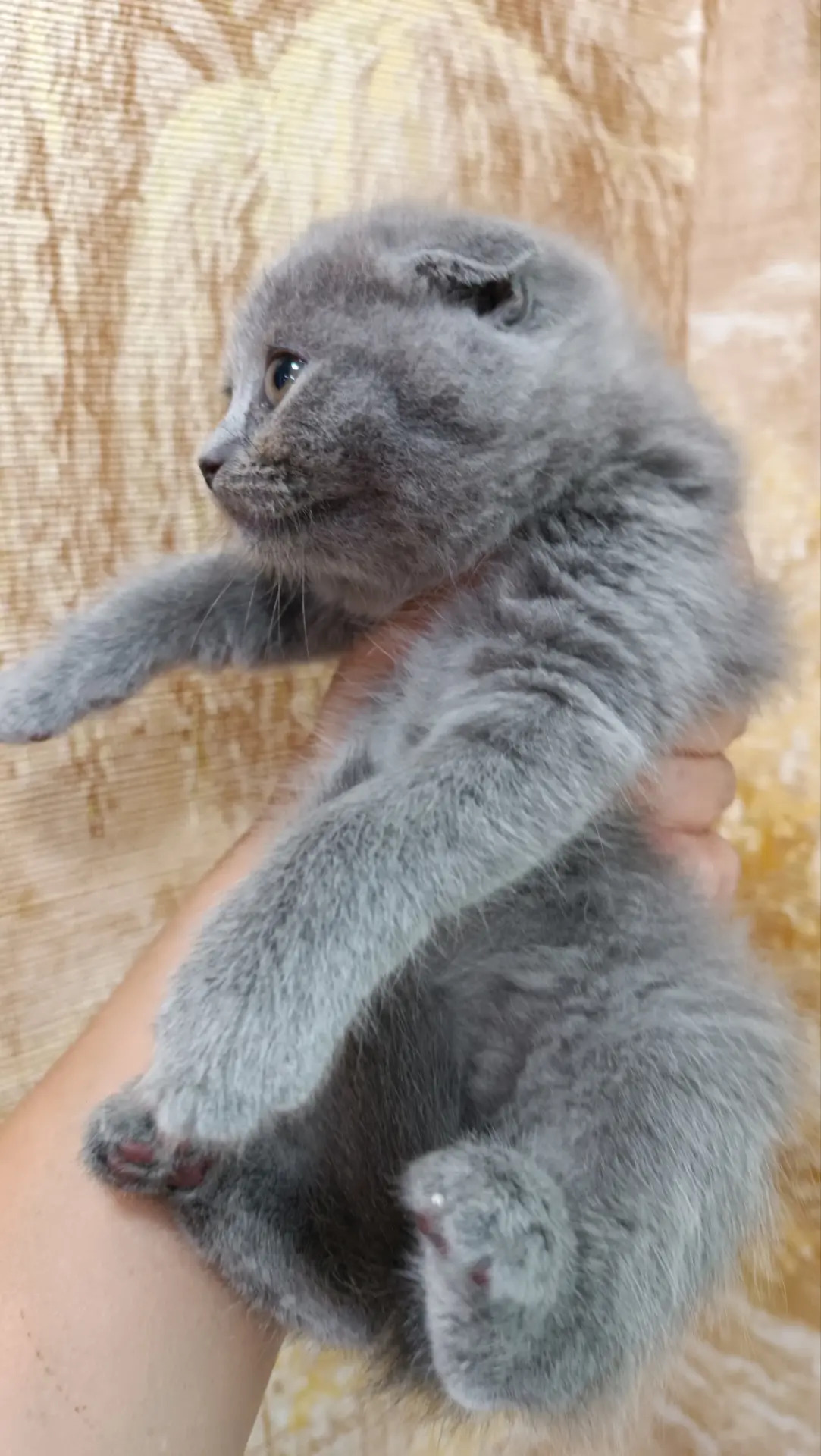 шотландские вислоухие котята - Ашхабад - img 2