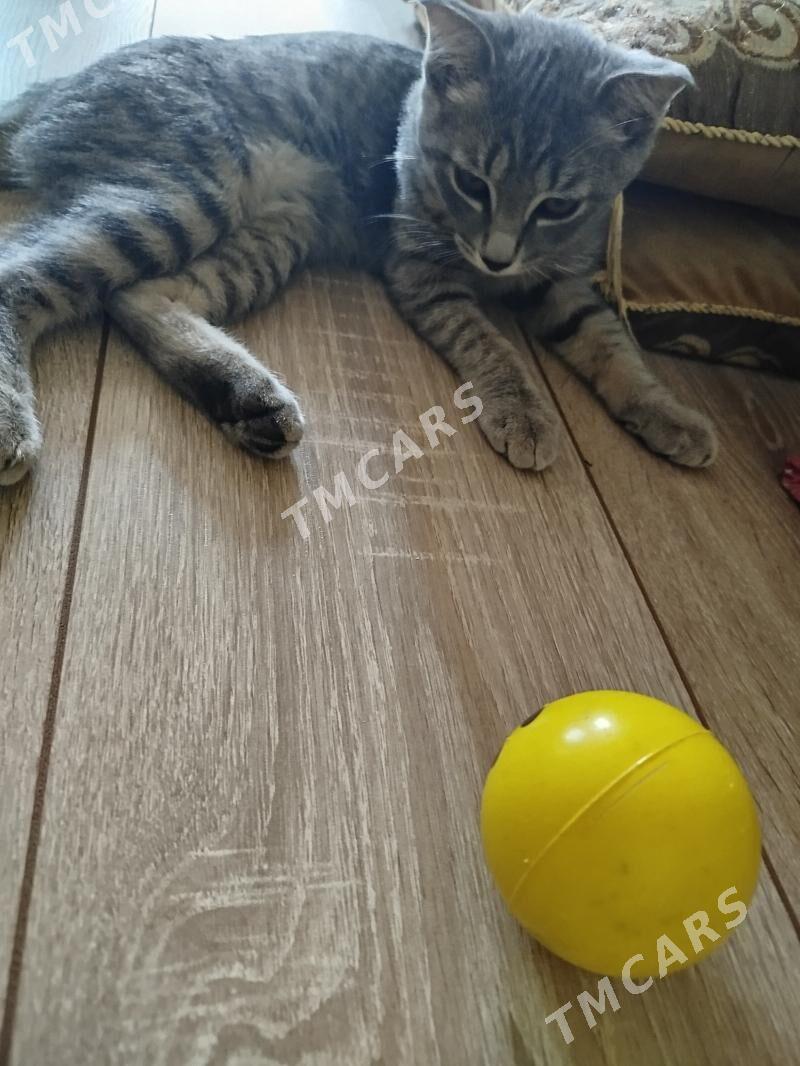 кошка - Туркменабат - img 2