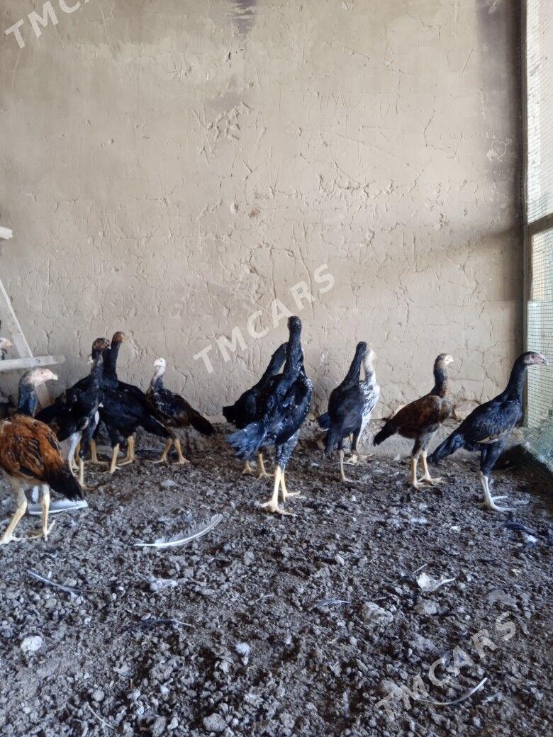 Horaz Rotky ýylan göz - Мары - img 6