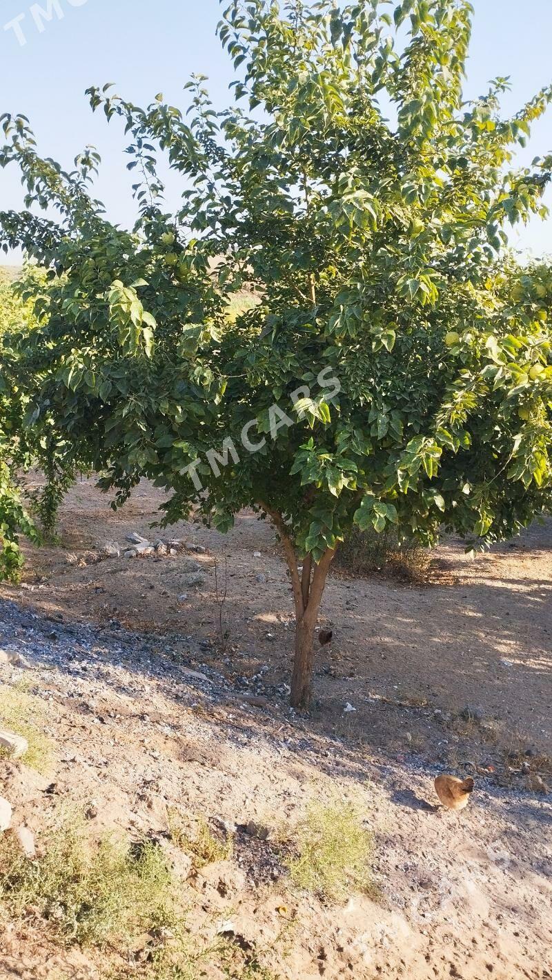 Ферма - Aşgabat - img 2