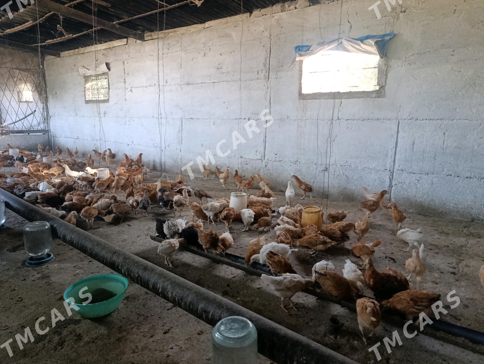 Towuk jüje - Gökdepe - img 2