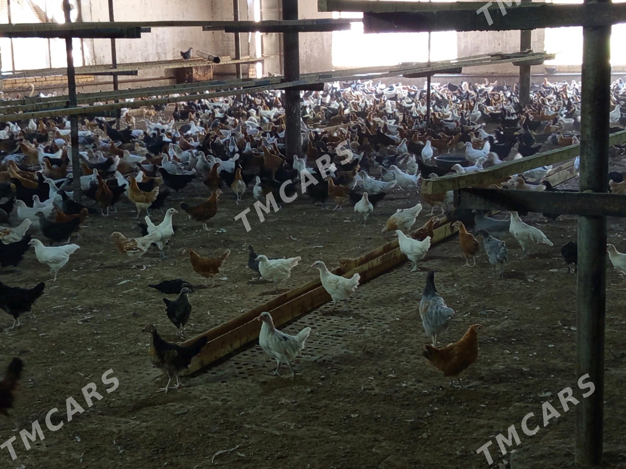 Towuk jujeler yerli - Mary - img 3