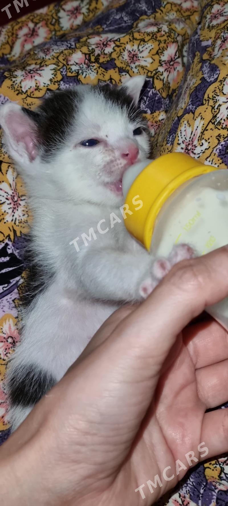 котята pisijekler - Kim raýon - img 2