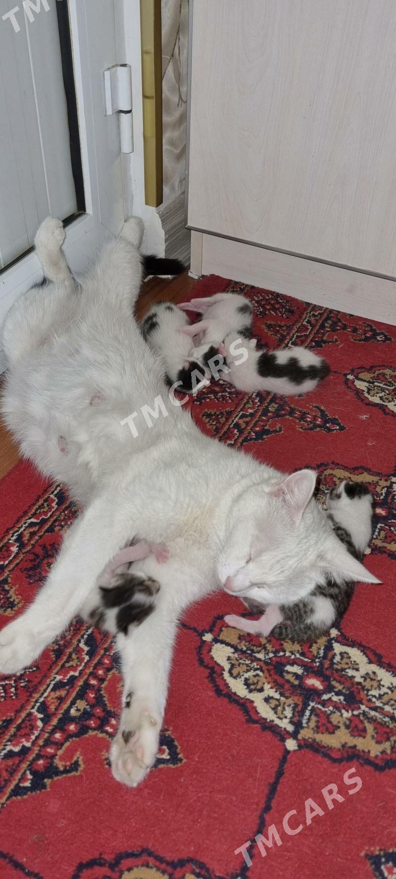 котята pisijekler - Kim raýon - img 4