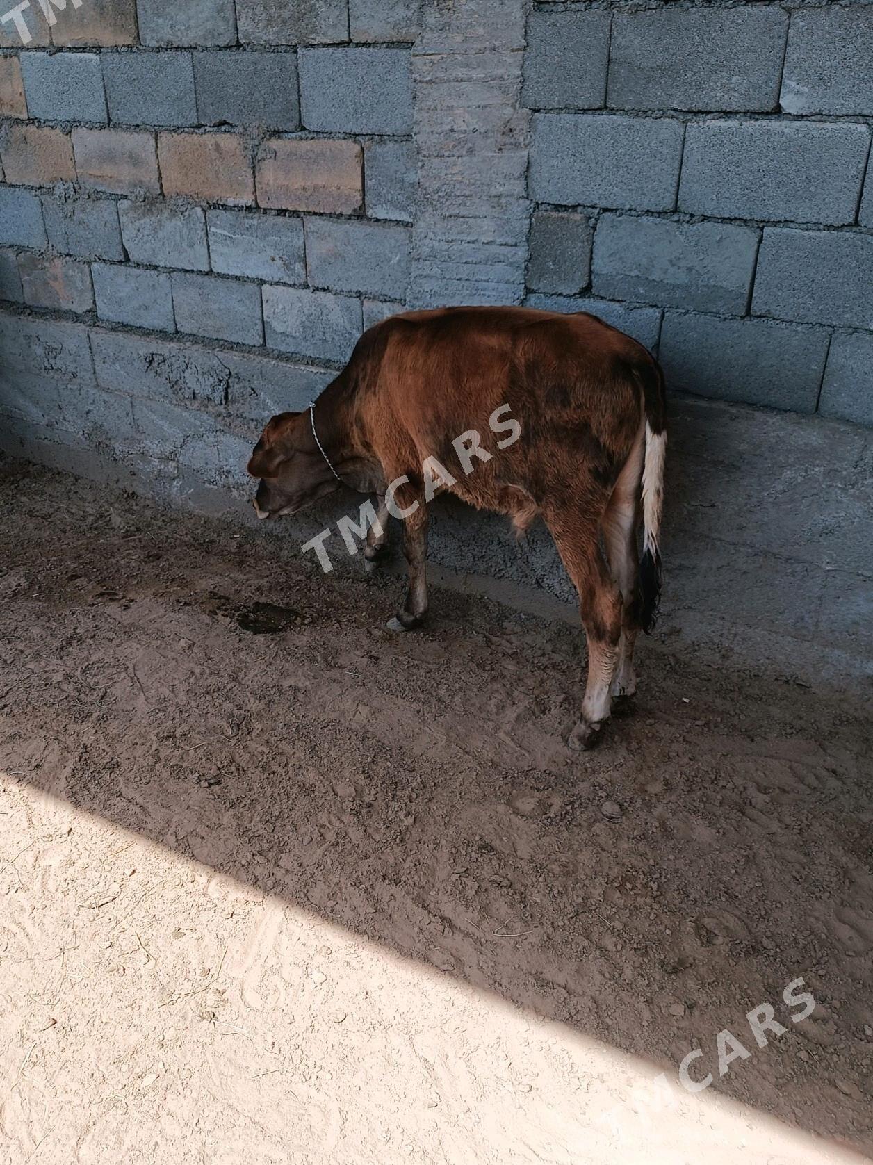 okuzce - Büzmeýin - img 2