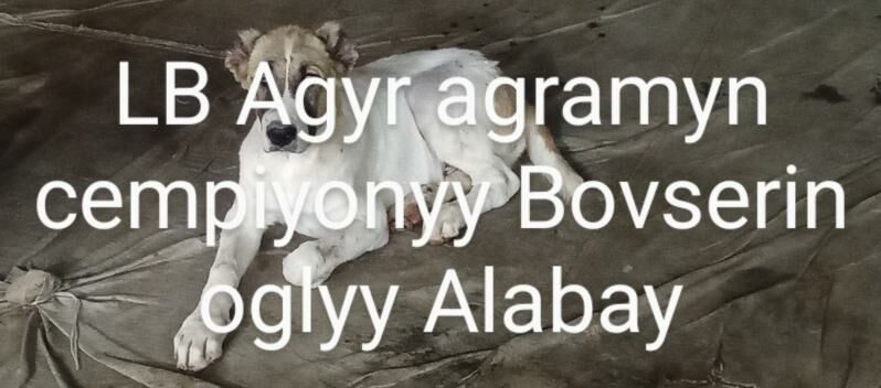 Alabay - Çärjew - img 3