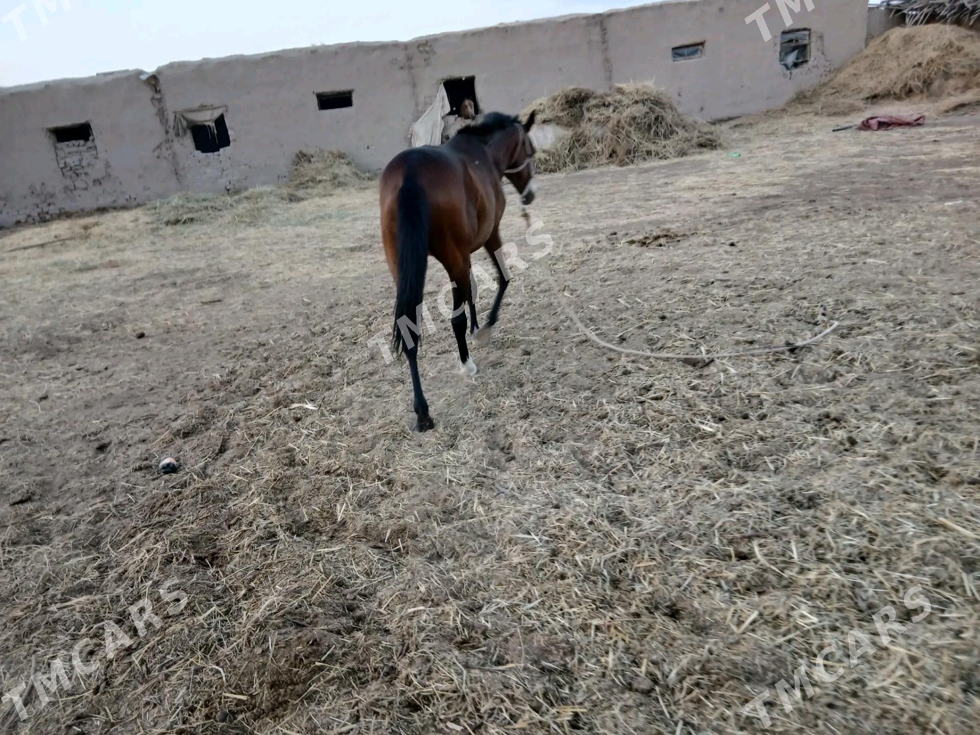 At - Boldumsaz - img 2