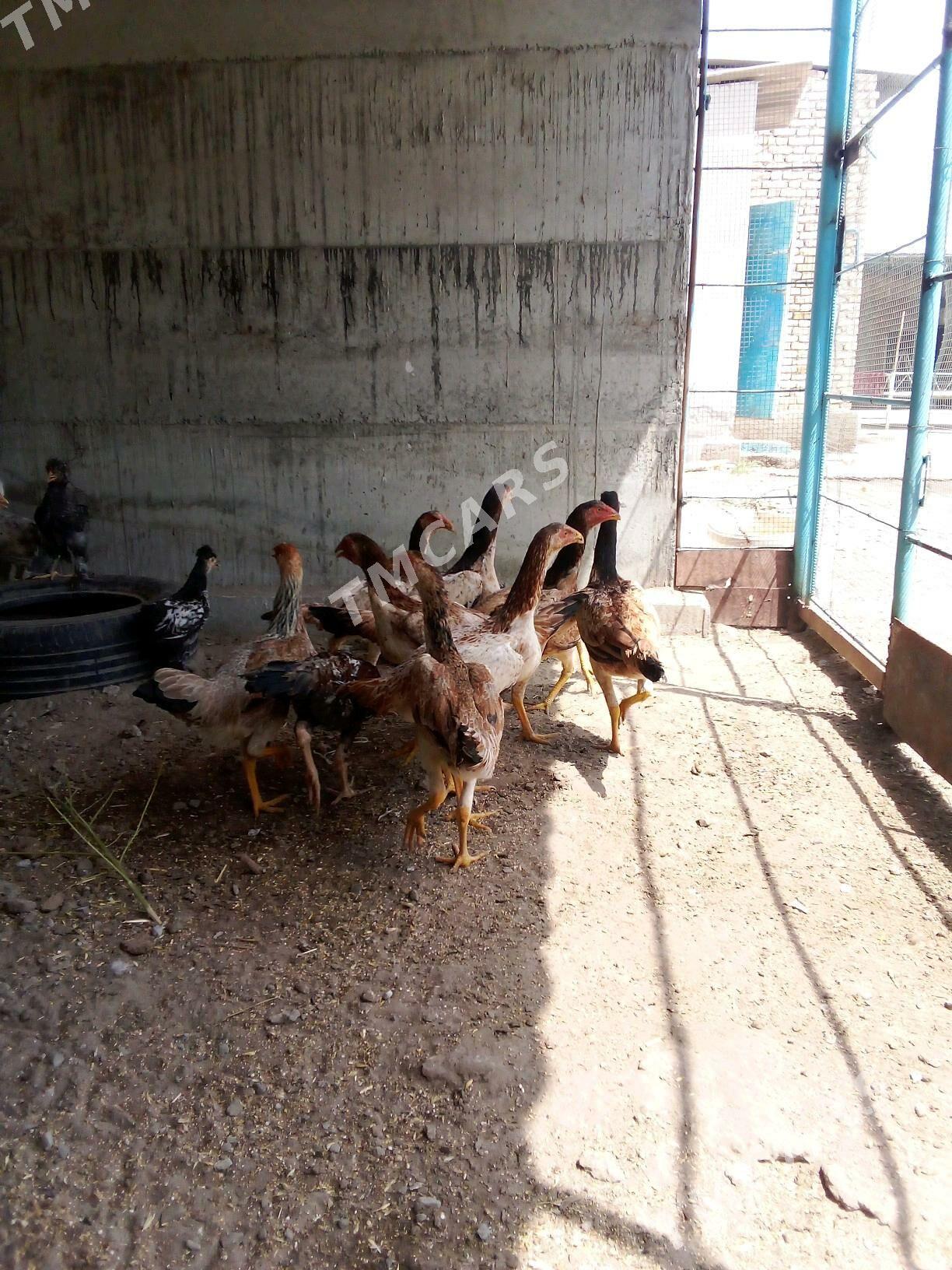 baysy towuklar - Türkmenabat - img 2