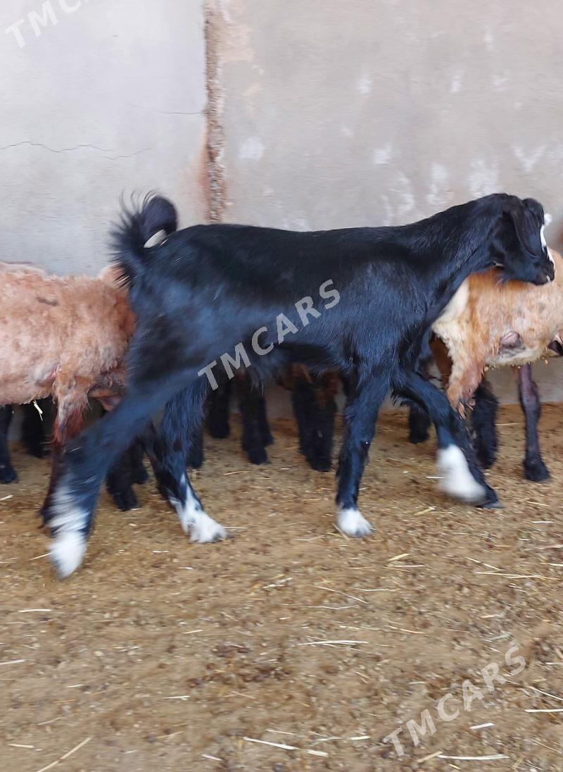 Dog erkeç - Бахарден - img 2