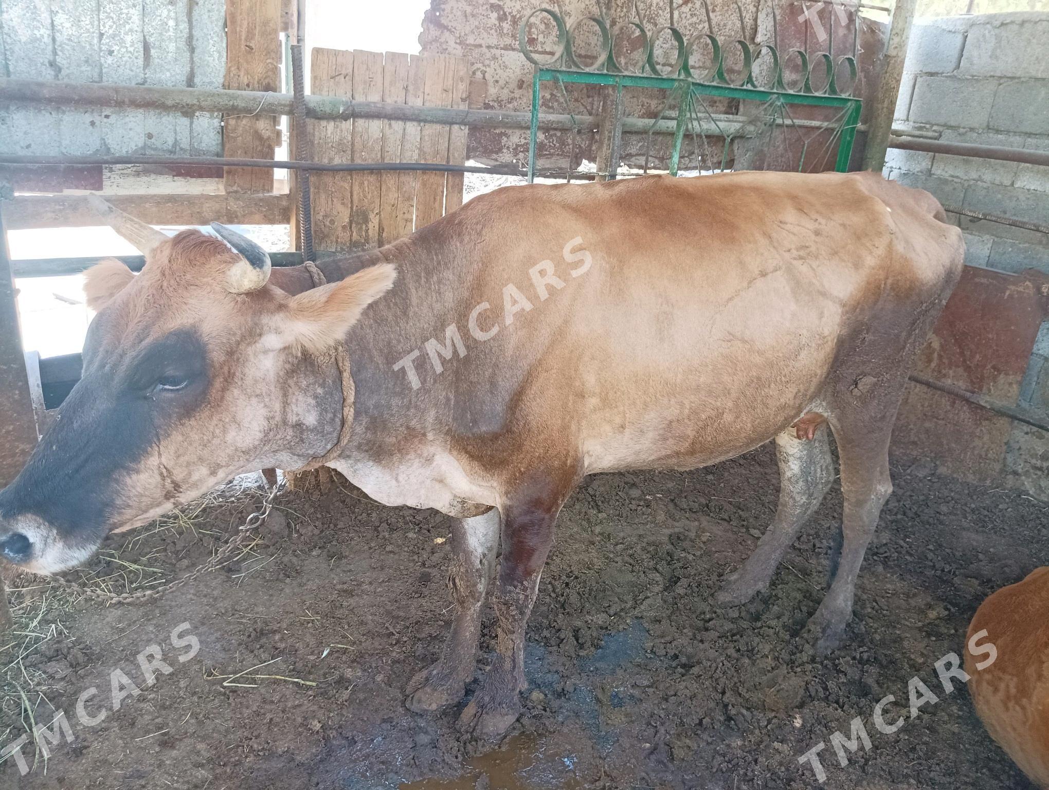 tüwe - Бузмеин - img 2