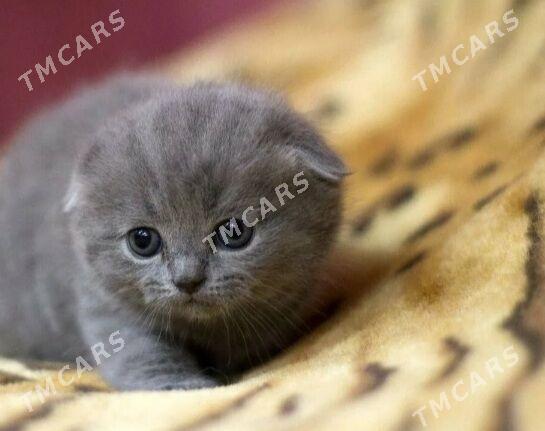 kot - Дашогуз - img 2