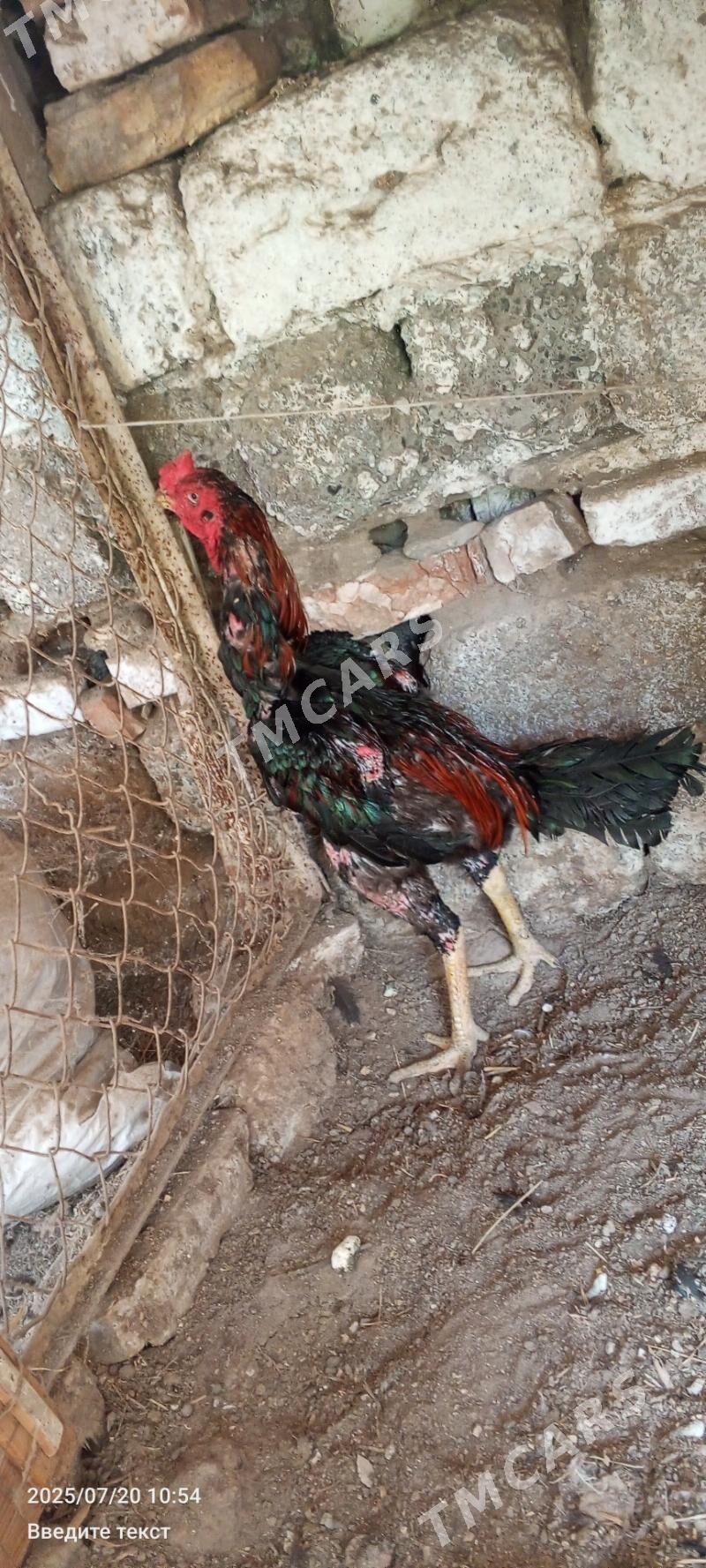baysow horaz - Çärjew - img 1