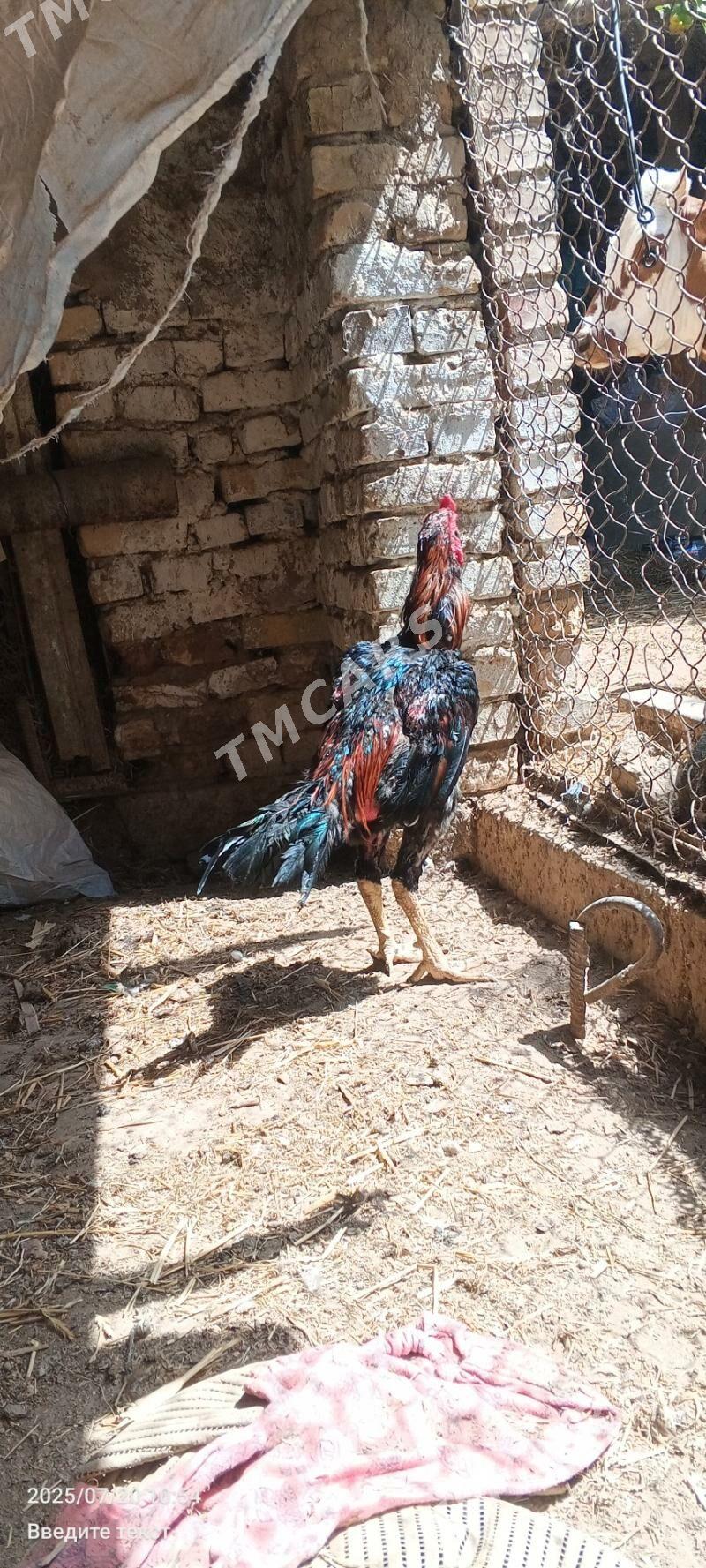 baysow horaz - Çärjew - img 2