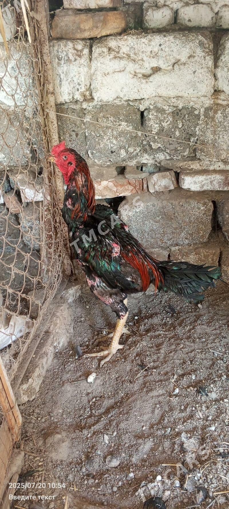 baysow horaz - Çärjew - img 3
