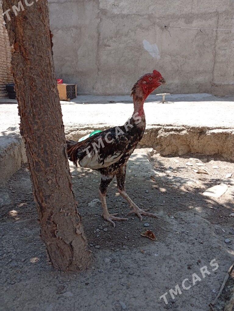 Tasken - Aşgabat - img 2