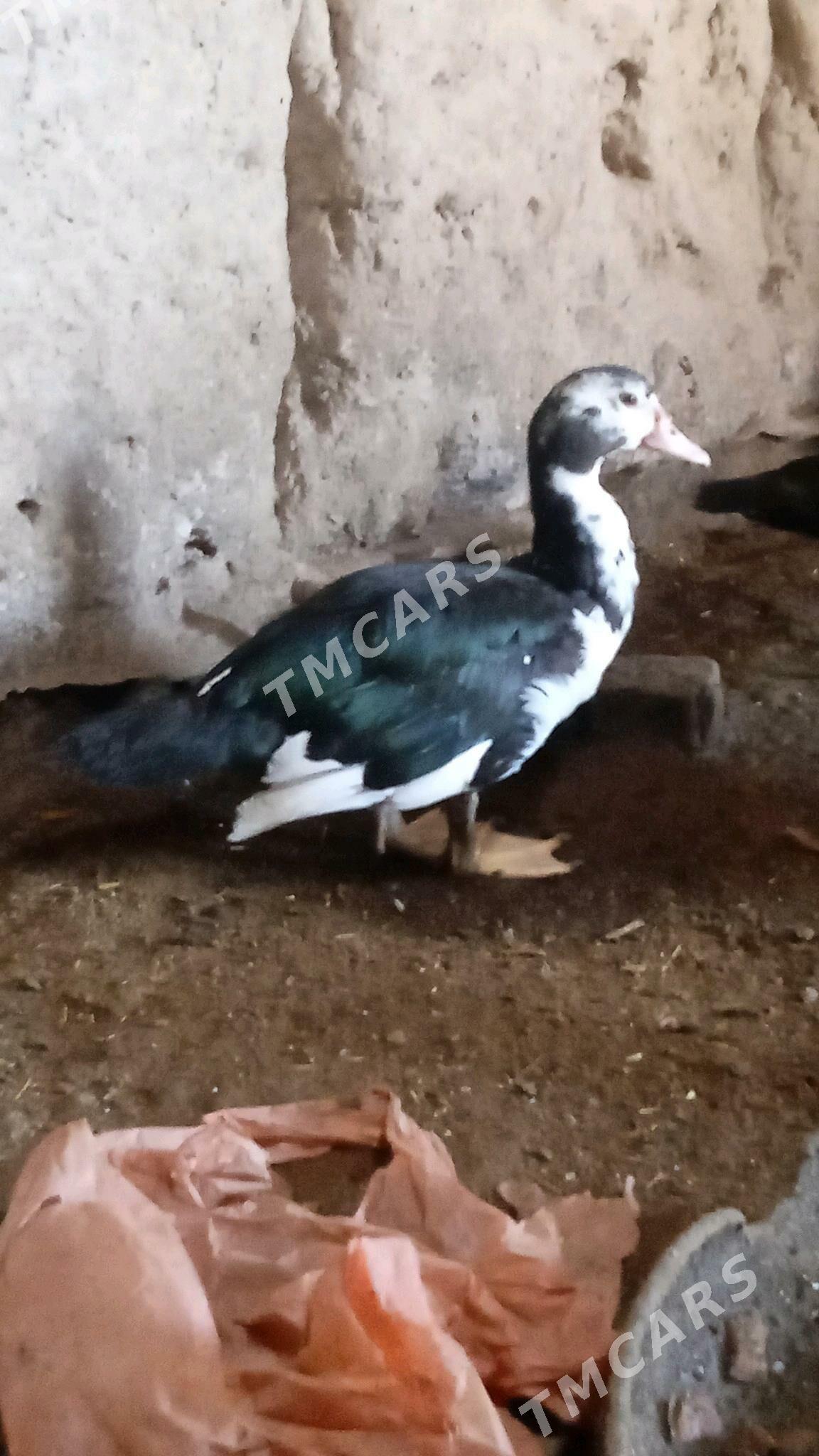 induşka - Дашогуз - img 4