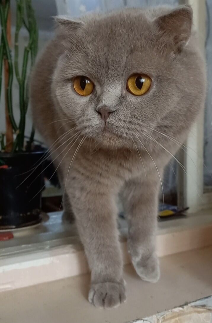Шотландские лиловые - Arçabil şaýoly - img 2