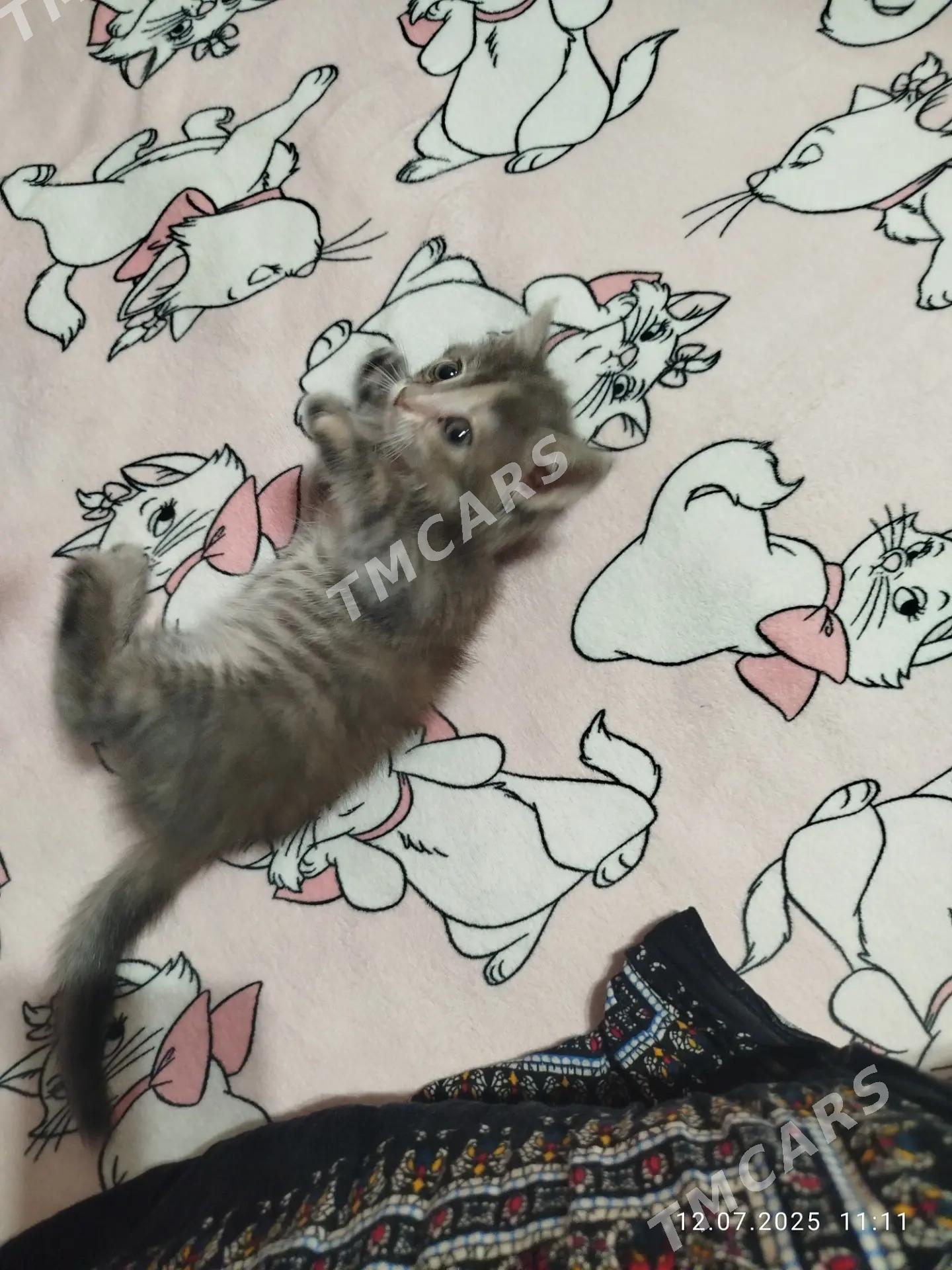 isik - Дашогуз - img 2