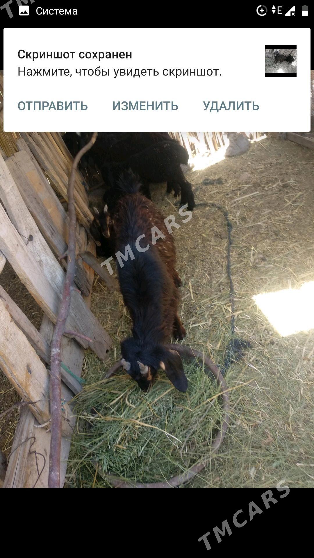 ÇEBIS - Mary - img 5