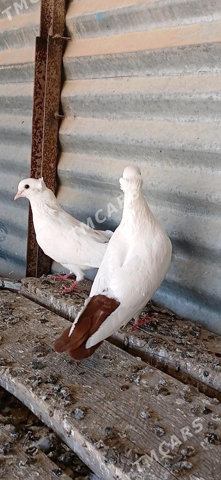 kepder - Mary - img 2