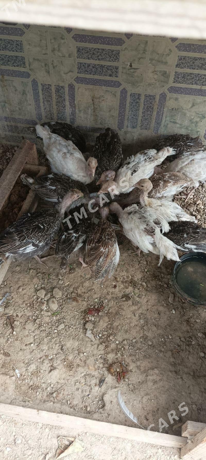 induk juje - Türkmenbaşy - img 2