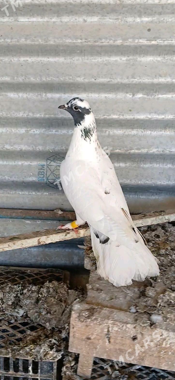kepder - Mary - img 2