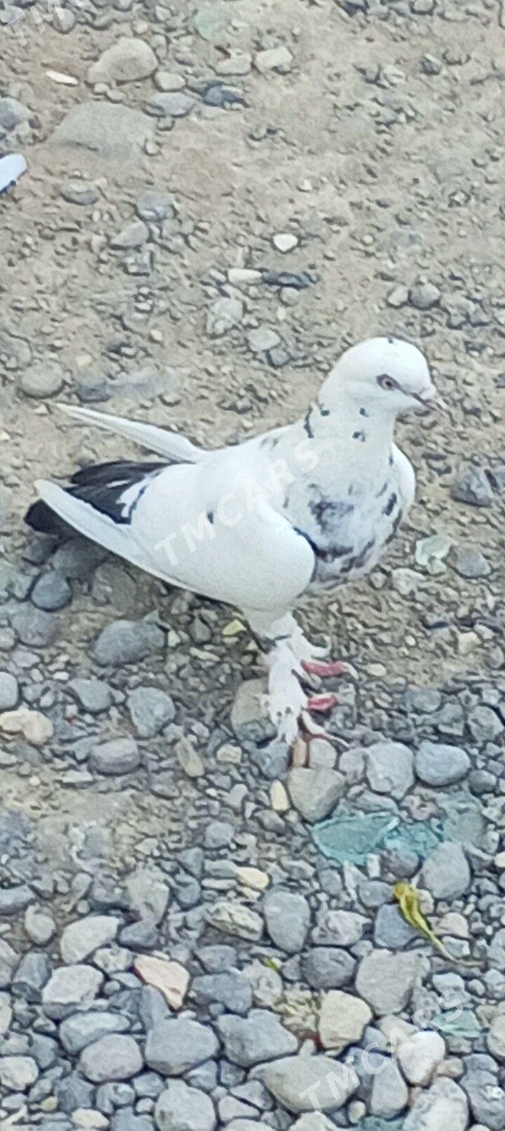 kepderi - Aşgabat - img 3
