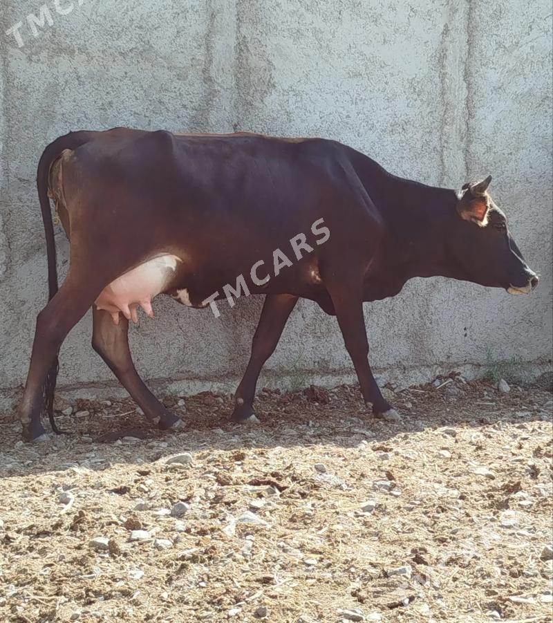 Göleli sygyr - Çoganly - img 2