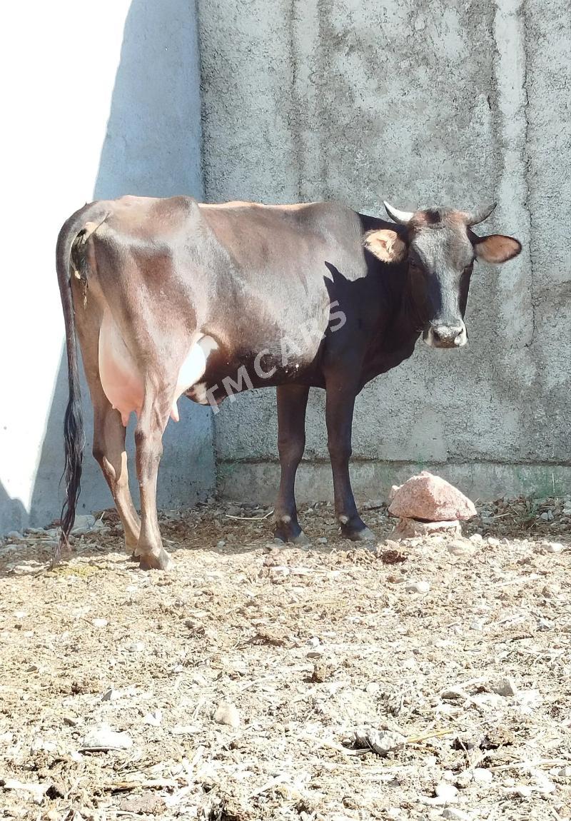 Göleli sygyr - Çoganly - img 3