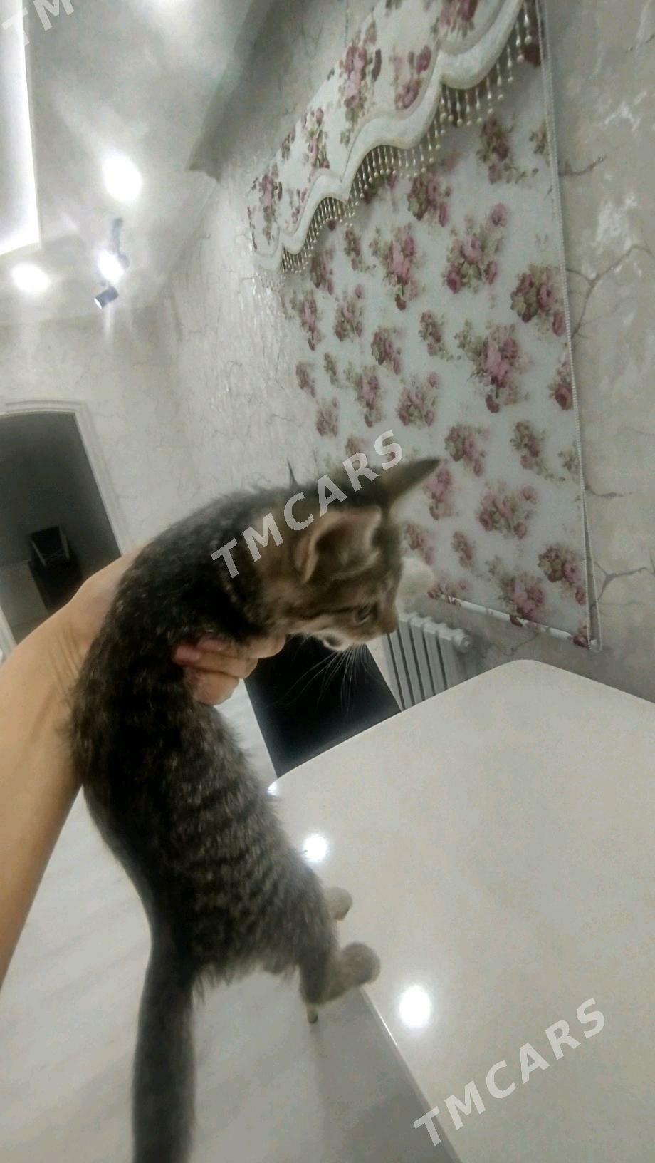 отдам в надёжные руки - Türkmenabat - img 2
