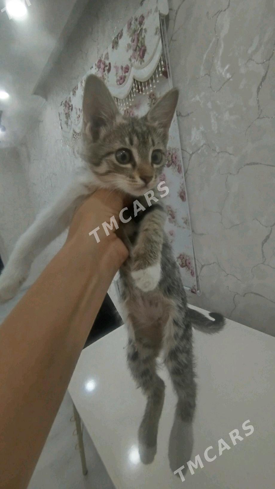 отдам в надёжные руки - Türkmenabat - img 3