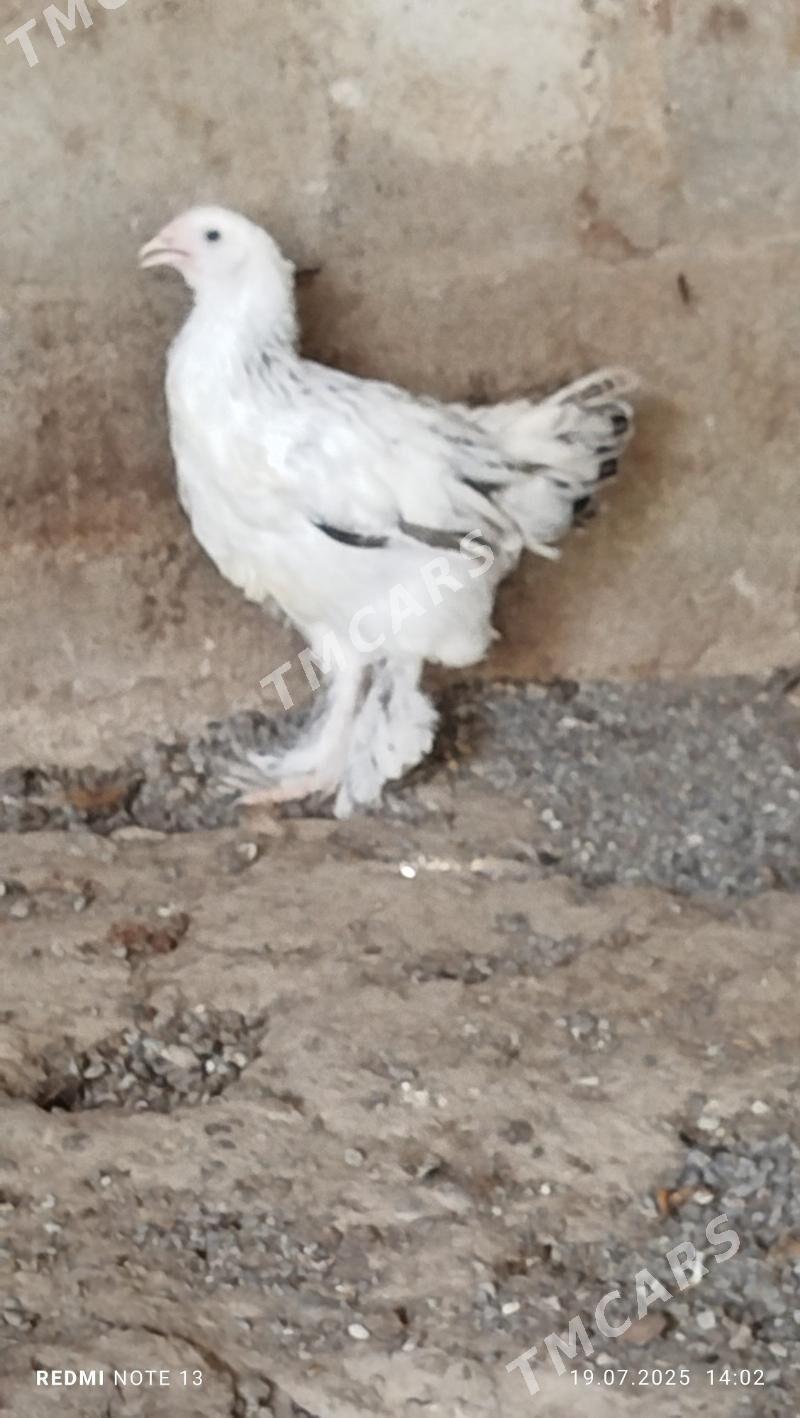 brama balgar juyjeler - Гёкдже - img 1
