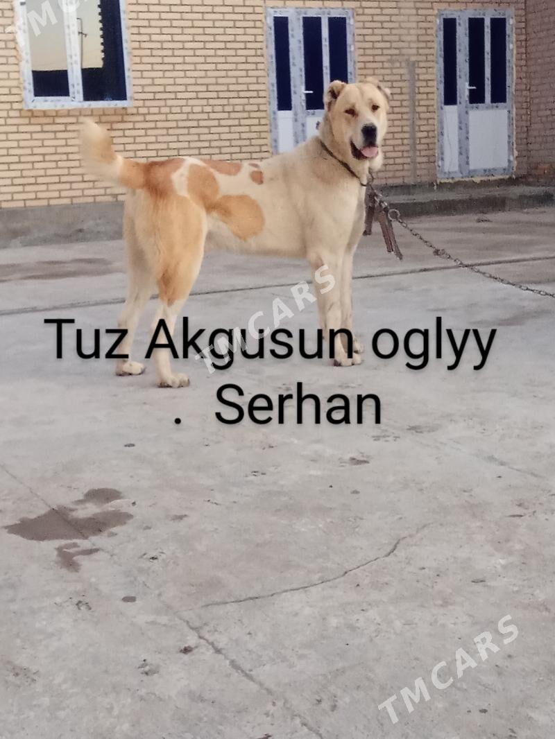 Serhan - Çärjew - img 4