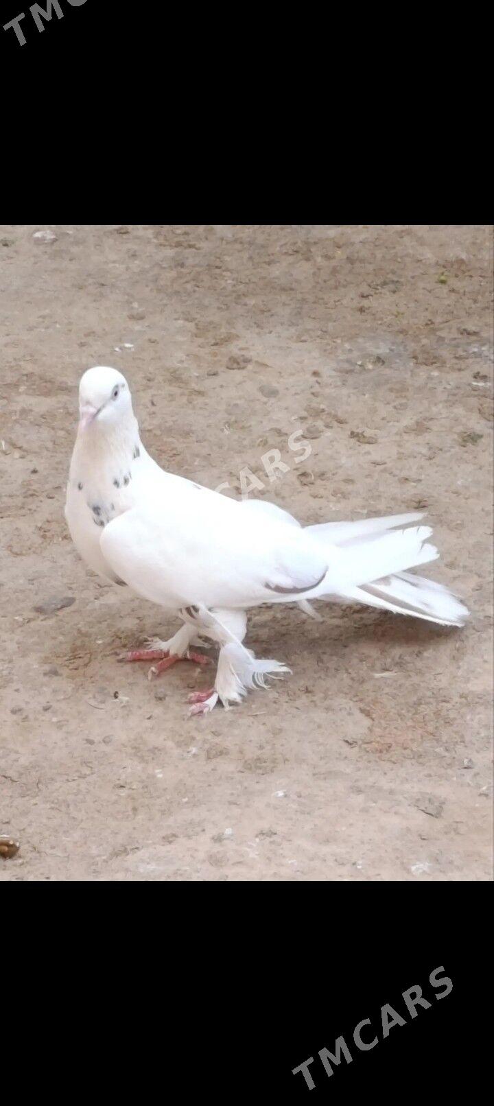 kepderi - Aşgabat - img 2