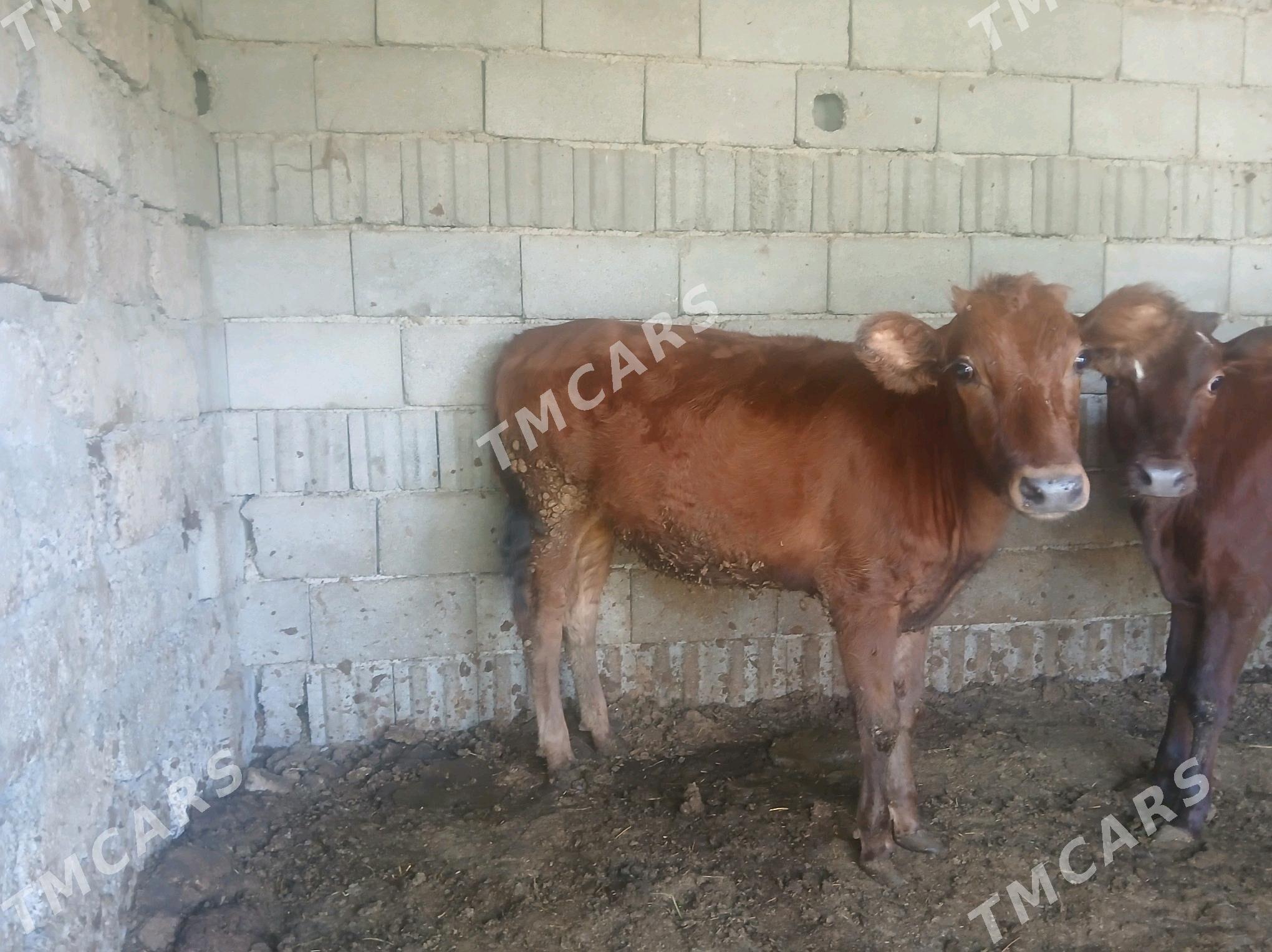 tuweler 2 si bile - Büzmeýin - img 2