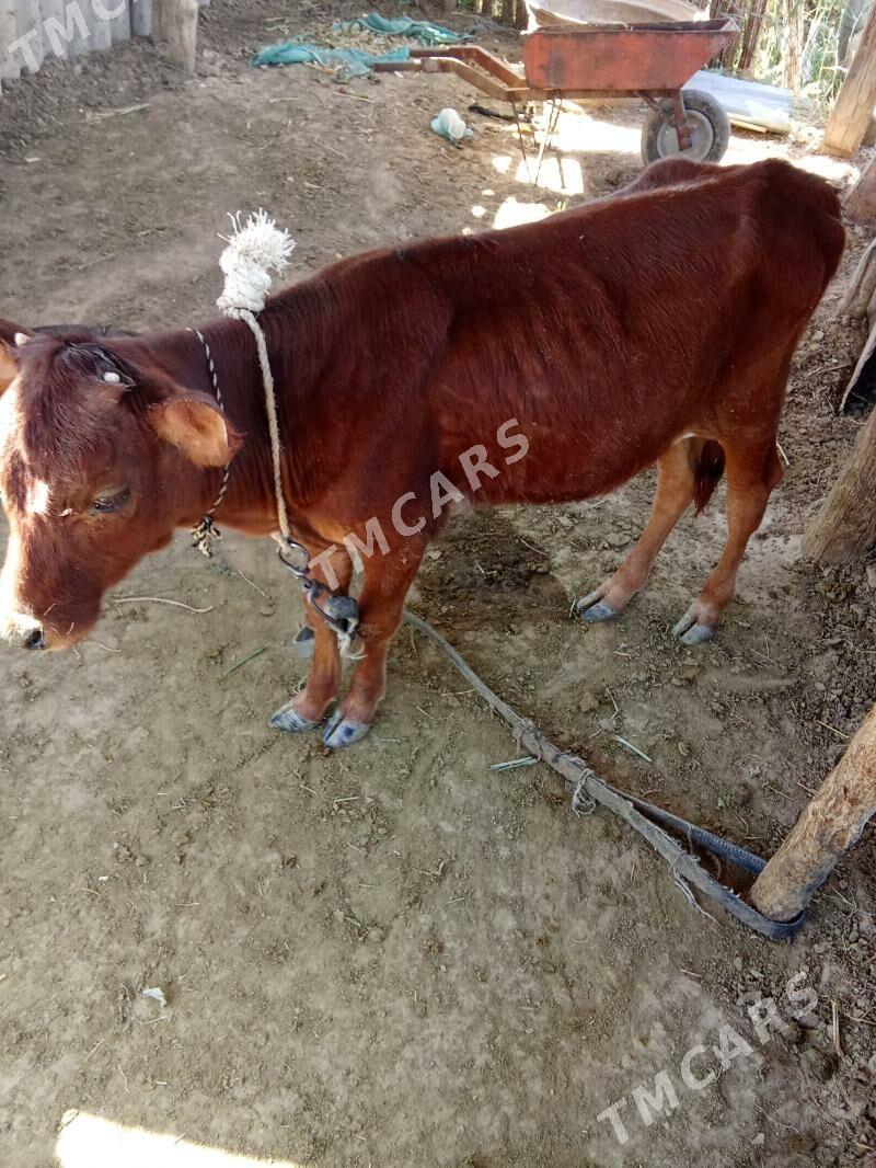 gulajyn gole - Mary - img 3