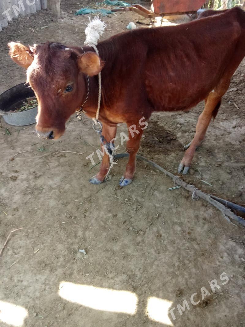 gulajyn gole - Mary - img 2