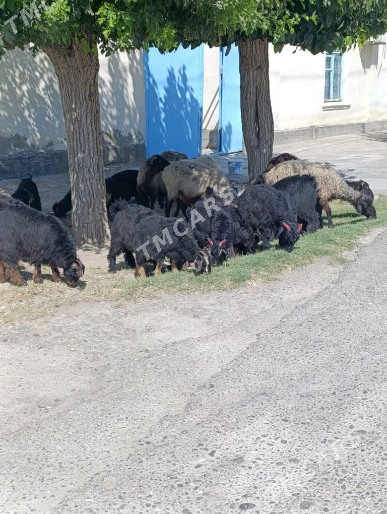 ÇEWİŞ - Hitrowka - img 4