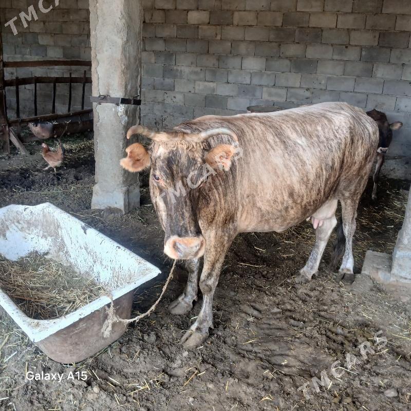 Göleli sygyr - Garadamak - img 3