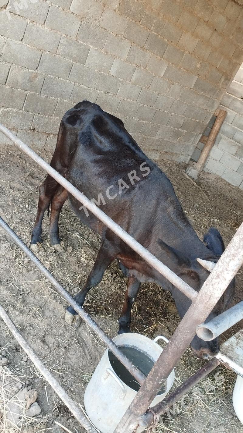 gara gole - Täze zaman - img 2