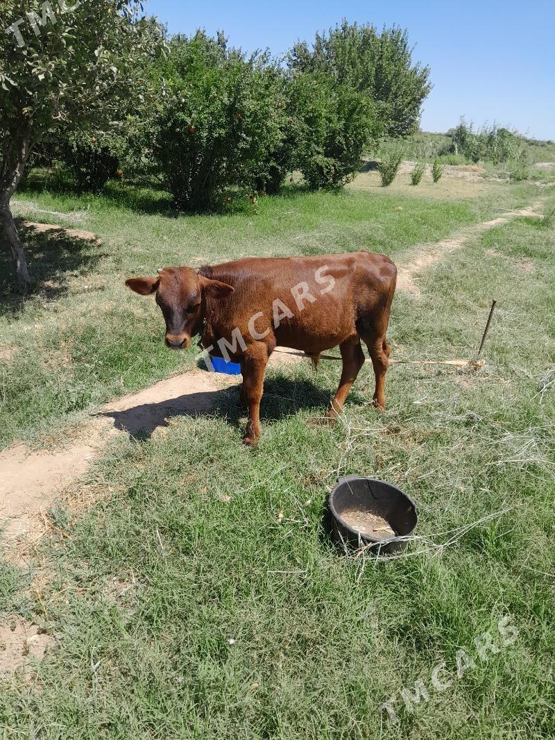 okuzce gole - Mary - img 2