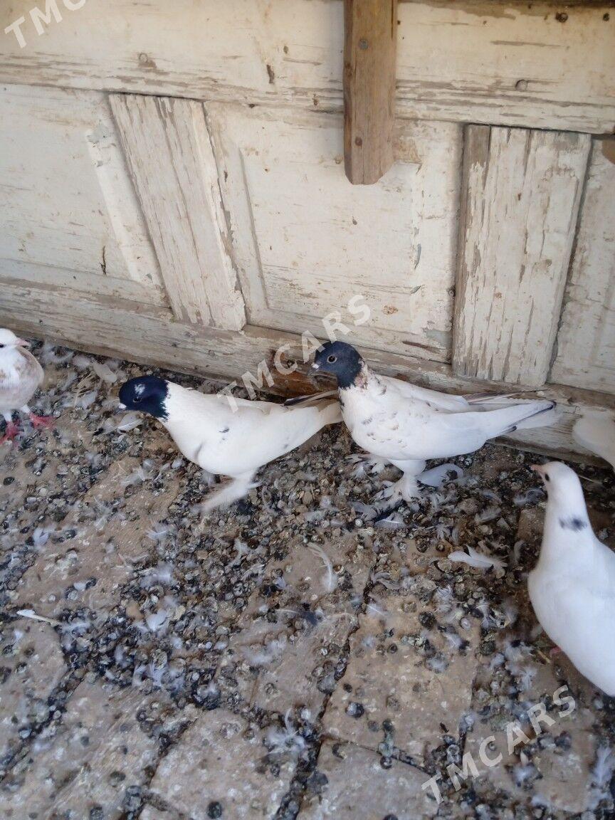 kepderi - Мары - img 2